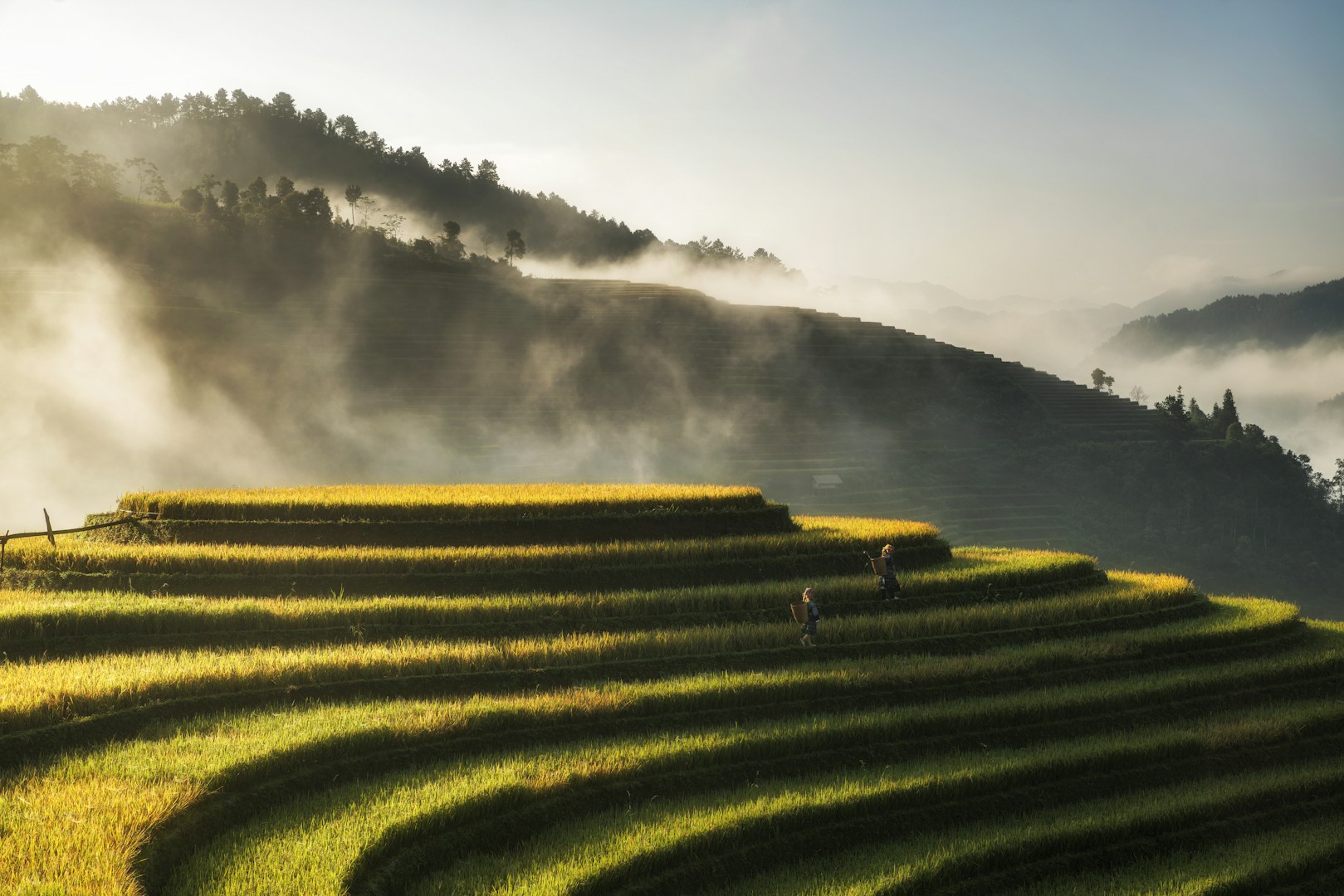 Reisterrassen im Morgennebel in Vietnam
